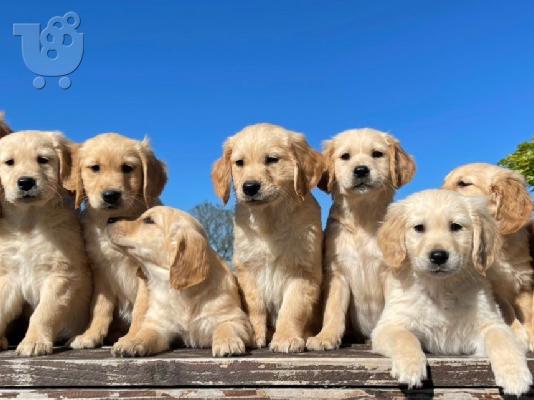 Πωλείται κουτάβι Golden Retriever