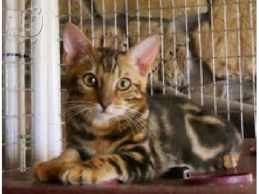 PoulaTo: Όμορφη F2 γατάκια Savannah!