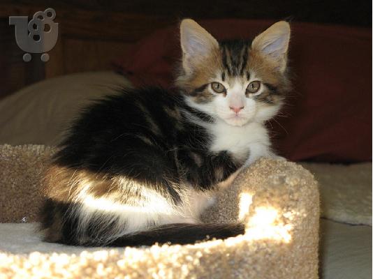 Ποιότητα Maine Coon Kitten