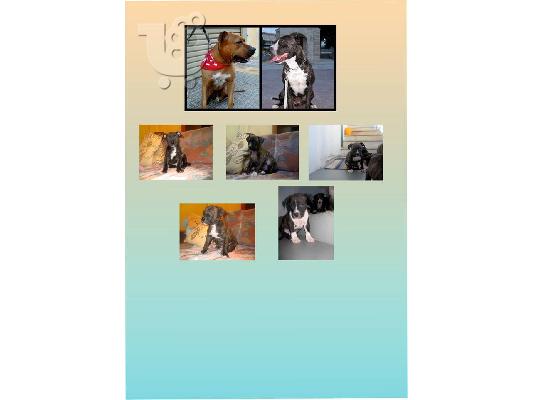 PoulaTo: ΠΩΛΟΎΝΤΑΙ ΚΑΘΑΡOΑΙΜΑ ΚΟΥΤAΒΙΑ American Staffordshire Terrier