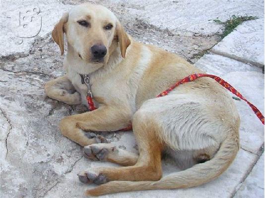 PoulaTo: LABRADOR ΗΜΙΑΙΜΗ ΧΑΡΙΖΕΤΑΙ