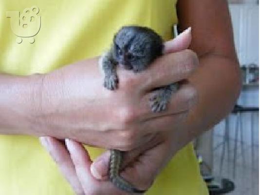 PoulaTo: Baby marmoset για 240 ευρώ