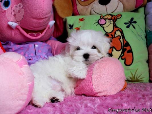 PoulaTo: Δύο κουτάβια Top Class Maltese Available