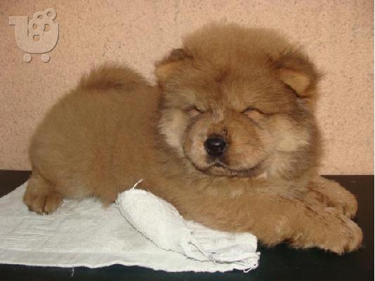 PoulaTo: έχουμε μια όμορφη στρωμνή kc chow chow chow chow