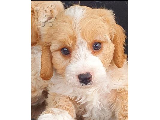 Beuatiful CAVAPOO κουτάβι διαθέσιμο για υιοθεσία