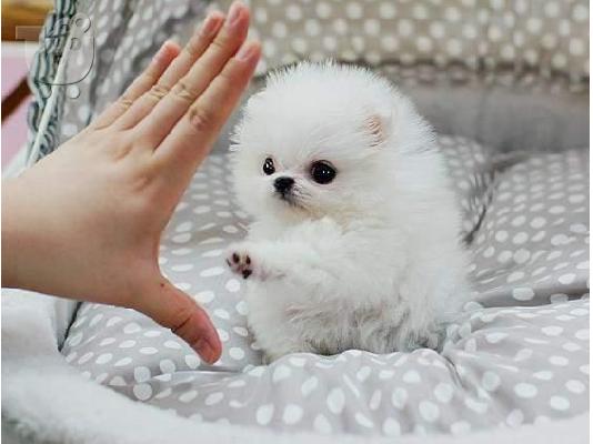PoulaTo: Pomeranian
