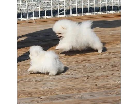 PoulaTo: Όμορφο κουτάβι Pomeranian