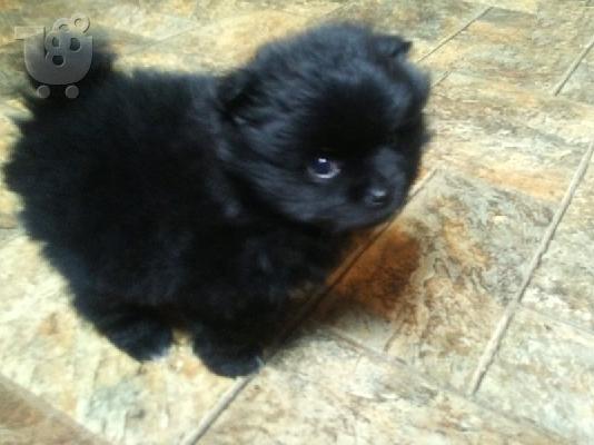 Pomeranian μικροσκοπική spitz.