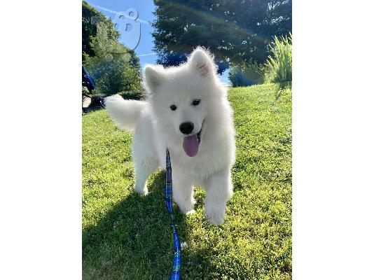 PoulaTo: Γεια σας πουλάμε όμορφο κοριτσάκι samoyed. Όλος ο