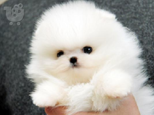 Όμορφη Pomeranian