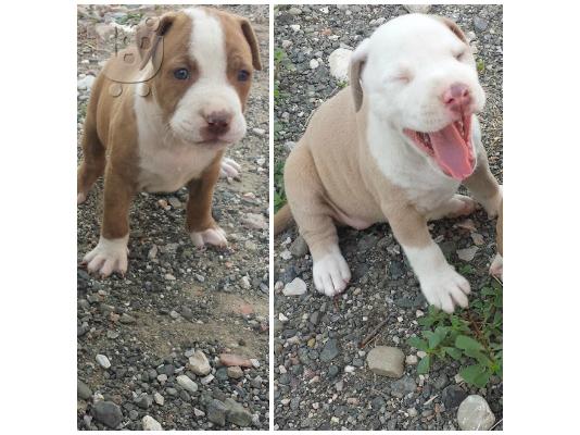 PoulaTo: ΚΑΘΑΡΟΑΙΜΑ pitbull terrier red nose