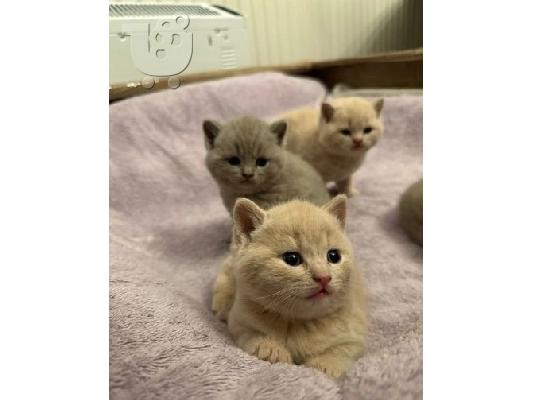 PoulaTo: british shorthair kittens for adoption