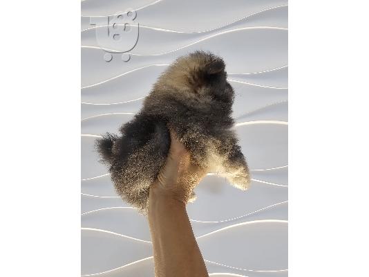 PoulaTo: Αρσενικό κουτάβι Pomeranian Spitz