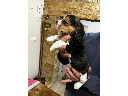 Κουτάβια Beagle