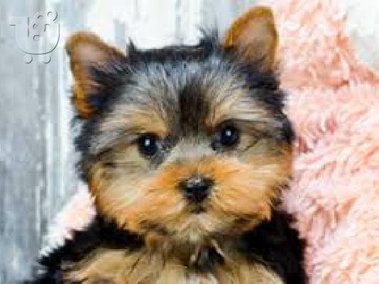 Ποιότητα Tiny Yorkie κουτάβια