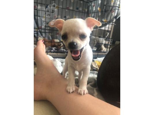 Chihuahua σκυλιά και κουτάβια προς πώληση