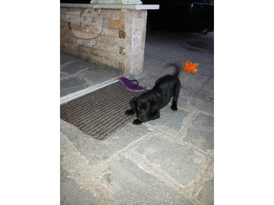 ΧΑΡΙΖΟΝΤΑΙ ΗΜΙΑΙΜΑ ΣΚΥΛΑΚΙΑ