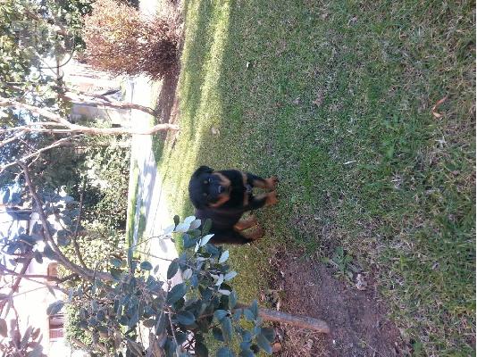 rottweiler καθαρόαιμο