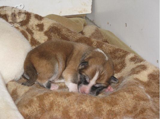 PoulaTo: akita inu babies