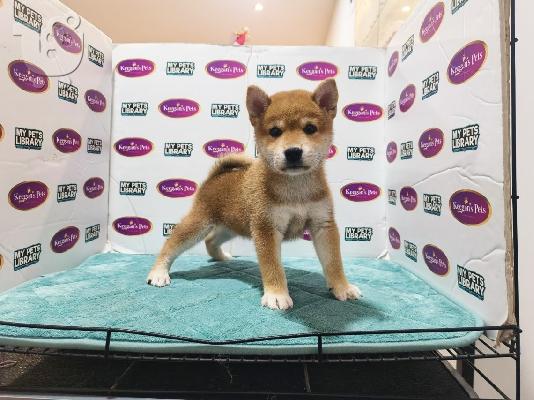 PoulaTo: Ποιοτικό Shiba Inu