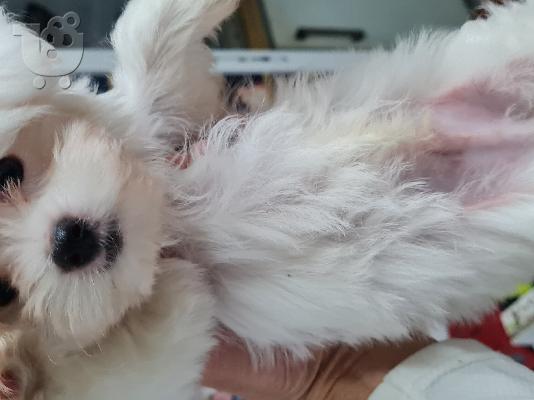 Maltese mini