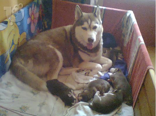 SIBERIAN HUSKY
