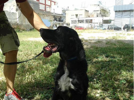 ΑΧΙΛΛΕΑΣ ΗΜΙΑΙΜΟ ΣΕΤΤΕΡ ΑΡ ΠΡΩΤ 4247/02