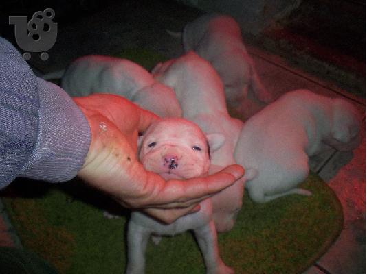 ΠΩΛΟΥΝΤΑΙ ΚΟΥΤΑΒΙΑ ΚΑΘΑΡΟΑΙΜΑ DOGO ARGENTINO