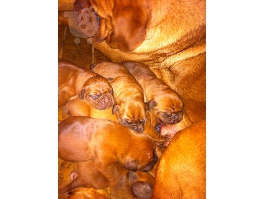 ΠΩΛΟΥΝΤΑΙ ΚΟΥΤΑΒΙΑ ΑΡΣΕΝΙΚΑ Κ ΘΗΛΥΚΑ Dogue de bordeaux - ΓΑΛΛΙΚΟ ΜΑΣΤΙΦ...