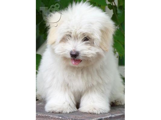 PoulaTo: Coton de Tulear - Κοτόν ντε Τουλεάρ