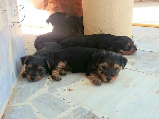 yorkshire terrier mini