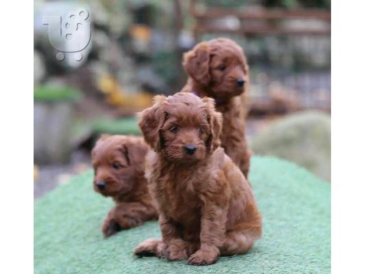 PoulaTo: Χαριτωμένα κουτάβια Labradoodle