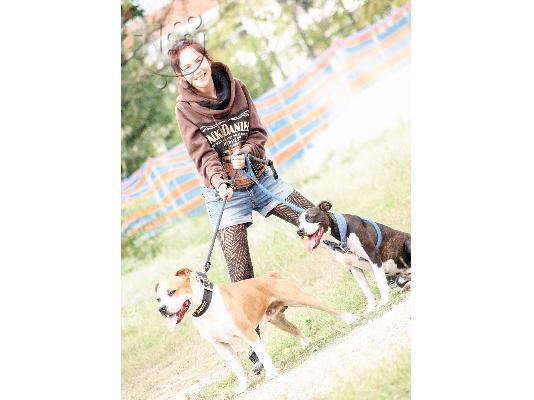 American staffordshire terrier απο τα καλυτερα αιματα 6979314054