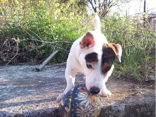 PoulaTo: ΖΗΤΕΙΤΕ TZAK ΡΑΣΕΛ ΤΕΡΙΕ ΓΙΑ ΖΕΥΓΑΡΩΜΑ Jack Russell Terrier