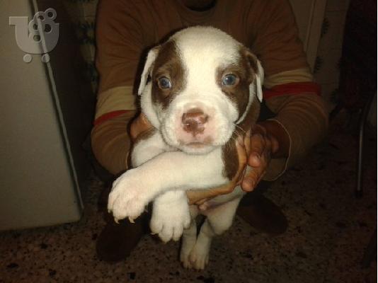 PoulaTo: pit bull america staf blue/red nose