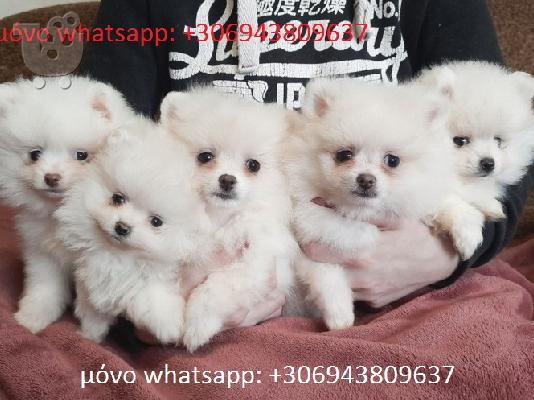 PoulaTo: pomeranian μίνι- πομεράνιαν μίνι