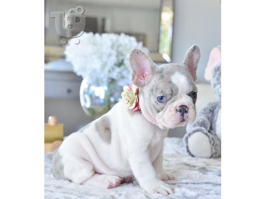 PoulaTo: French bulldog white blue puppy - Γαλλικό μπουλντόγκ κουτάβι λεύκο μπλε