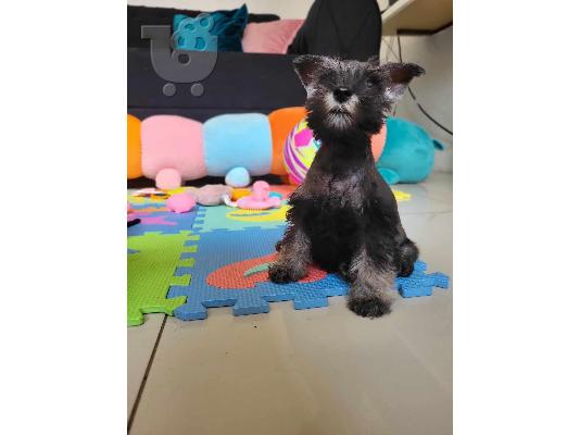 Μινιατούρα Schnauzer
