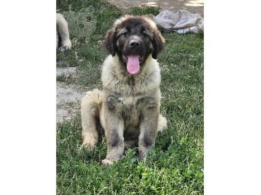 Κουτάβια Caucasian Shepherd κορυφαίας ποιότητας