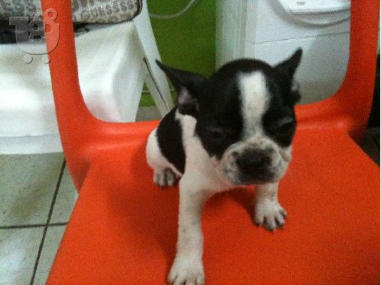 PoulaTo: FRENCH BULLDOG- ΓΑΛΛΙΚΟ ΜΠΟΥΛΝΤΟΓΚ Μπουλντόγκ