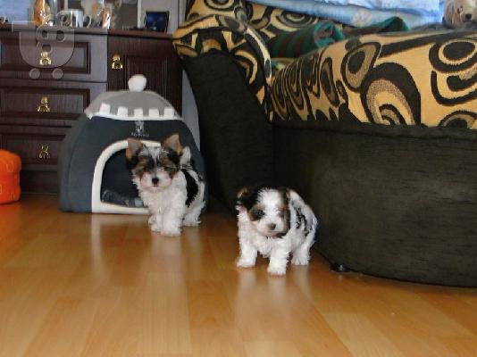 Χαριτωμένο καθαρόαιμο κουτάβι biewer yorkshire terrier
