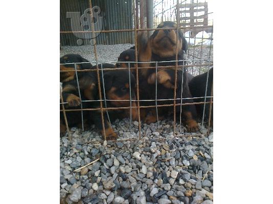 koutavia ROTTWEILER