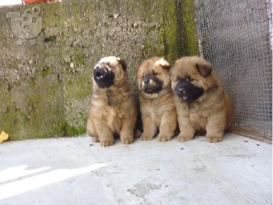PoulaTo: CHOW CHOW