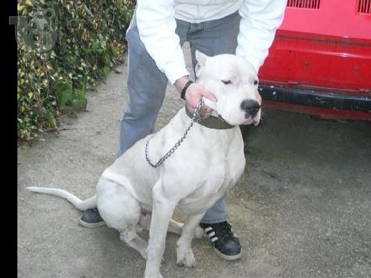 DOGO ARGENTINO