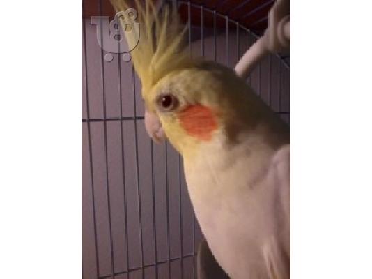 PoulaTo: Πωλείται cockatiel
