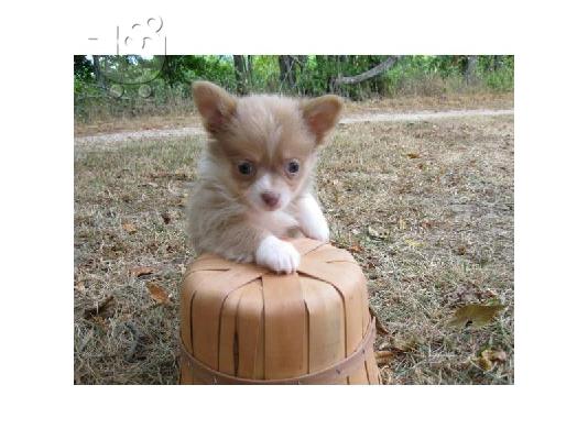 PoulaTo: ΚΑΛΑΙΣΘΗΤΟ PUPPY CHIHUAHUA για υιοθεσία