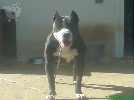PoulaTo: pitbull πωλουνται Πίτμπουλ