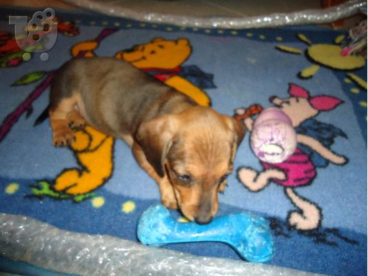 dachshund dackel κουταβι Ντάτσχουντ