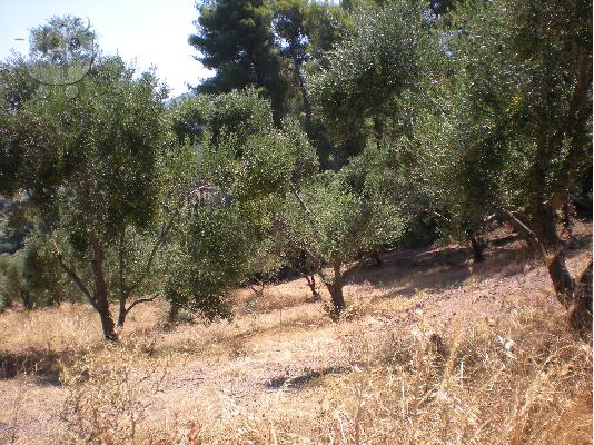 Αγροτεμάχιο 4600τμ στην Κρέστενα