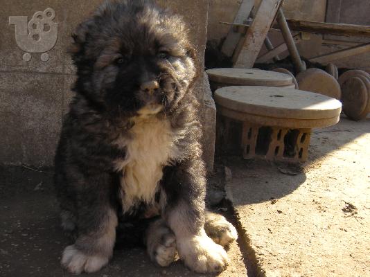 Kennel "Duchman" sale male Caucasian Shepherd 